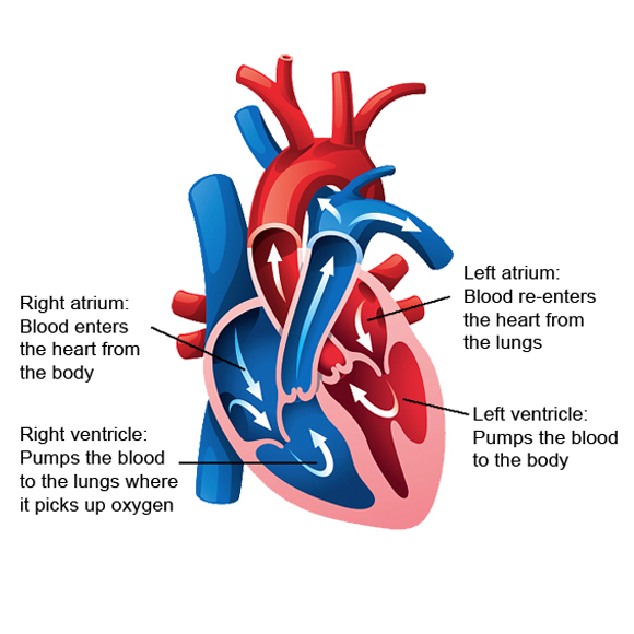 Heart diagram image
