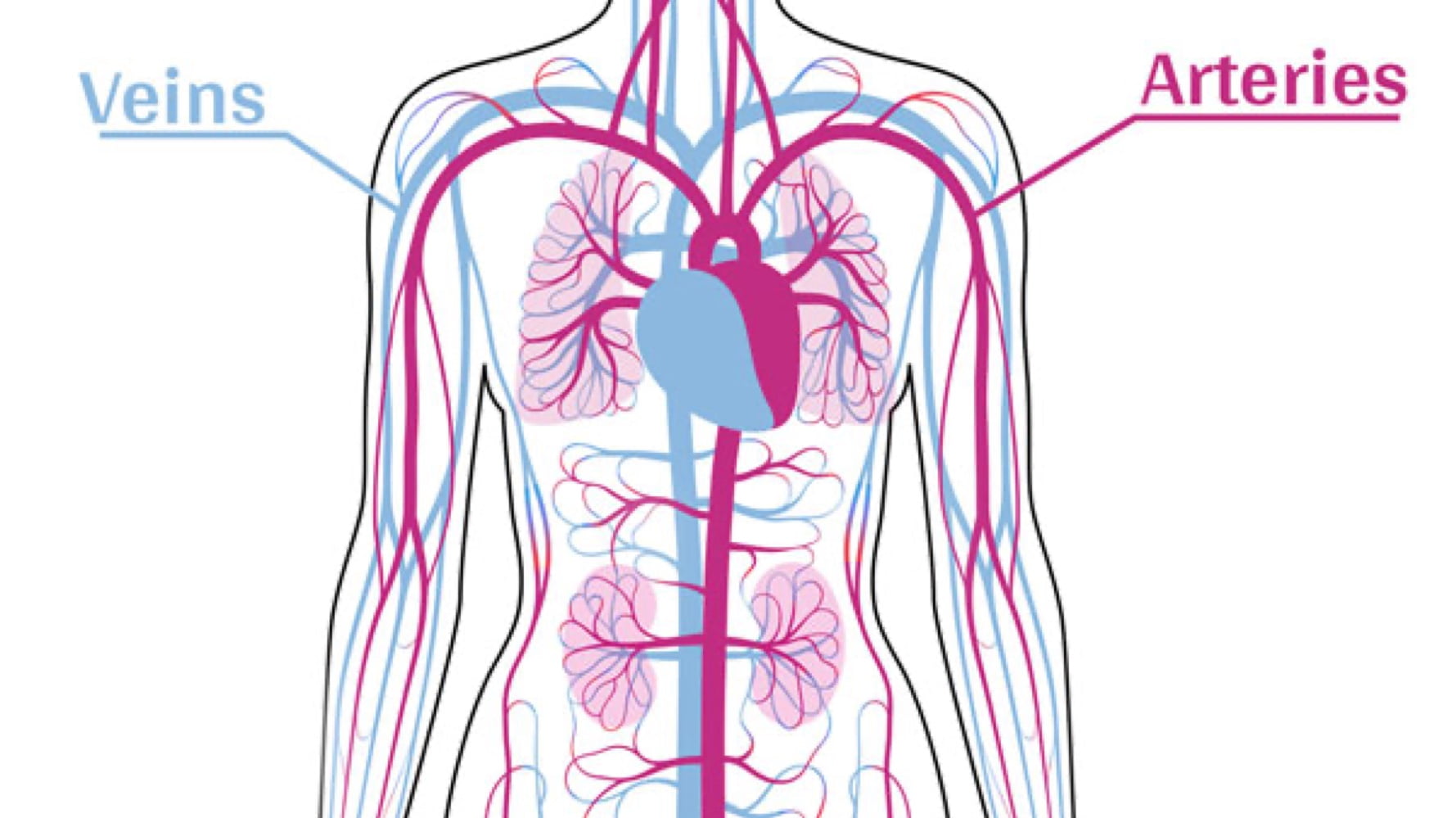 What is the cardiovascular system